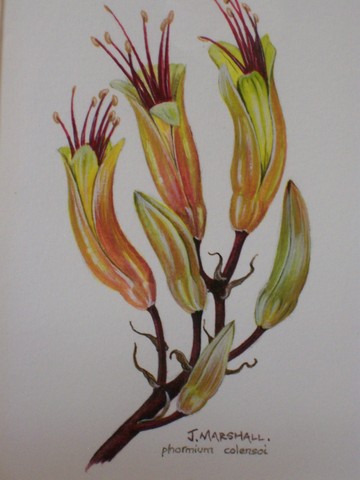 Botannical Drawing 3 by Janet Marshall