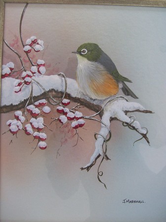 Waxeye on Snow Berries by Janet Marshall