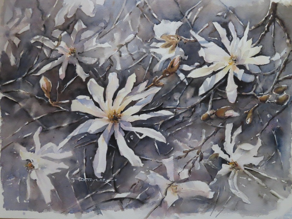 'Magnolia Stellata' by Dianne Taylor