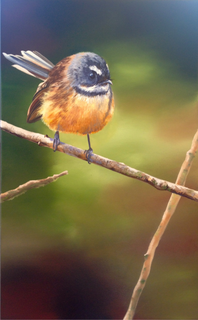 'Fantail at Rest' by Vicki Axtens (SOLD)
